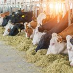 Tecnologia na Pecuária no Ceará: como a inovação está transformando a produção e impulsionando o setor agropecuário