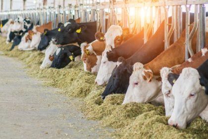 Tecnologia na Pecuária no Ceará: como a inovação está transformando a produção e impulsionando o setor agropecuário