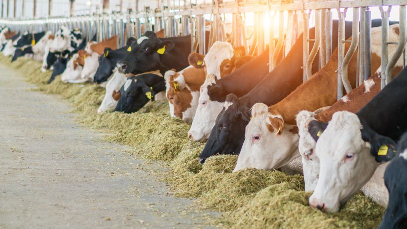 Tecnologia na Pecuária no Ceará: como a inovação está transformando a produção e impulsionando o setor agropecuário