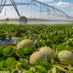 Irrigação e Tecnologia no Ceará: A Expansão Estratégica do Cultivo de Melão e o Mercado de Exportação