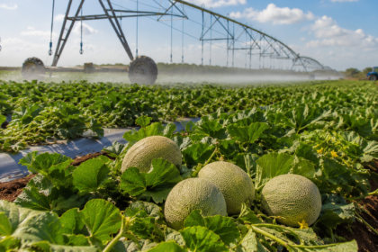 Irrigação e Tecnologia no Ceará: A Expansão Estratégica do Cultivo de Melão e o Mercado de Exportação