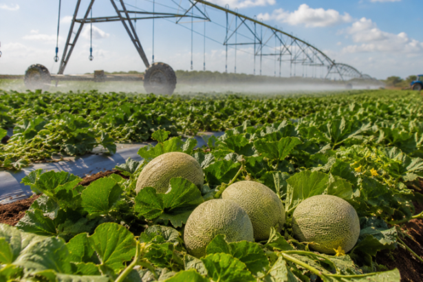 Irrigação e Tecnologia no Ceará: A Expansão Estratégica do Cultivo de Melão e o Mercado de Exportação