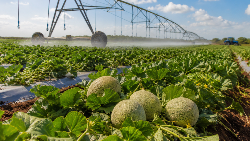 Irrigação e Tecnologia no Ceará: A Expansão Estratégica do Cultivo de Melão e o Mercado de Exportação