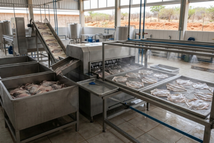 Fábrica de pele de tilápia no Ceará pode mudar tratamento de queimaduras e abrir novo mercado para o Estado
